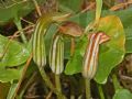 Arisarum vulgare
